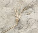 Pair of Cupulocrinus Crinoids - Bobcaygeon Formation #49219-3